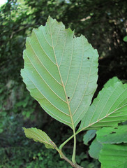 Phyllactinia alnicola