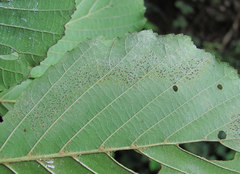 Phyllactinia alnicola