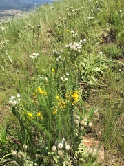 Aspalathus chortophila