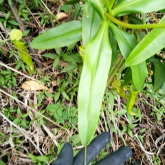 Nepenthes gymnamphora