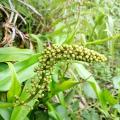 Nepenthes gymnamphora
