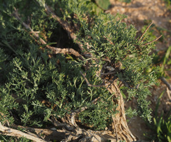 Artemisia sieberi