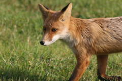 Vulpes vulpes