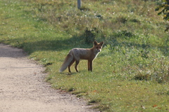 Vulpes vulpes