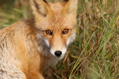 Vulpes vulpes