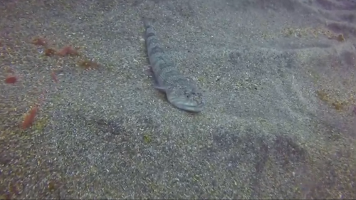 Atlantic Lizardfish