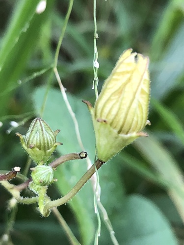 Coccinia adoensis, photograph 1