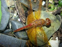Sympetrum croceolum