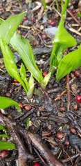 Allium ursinum