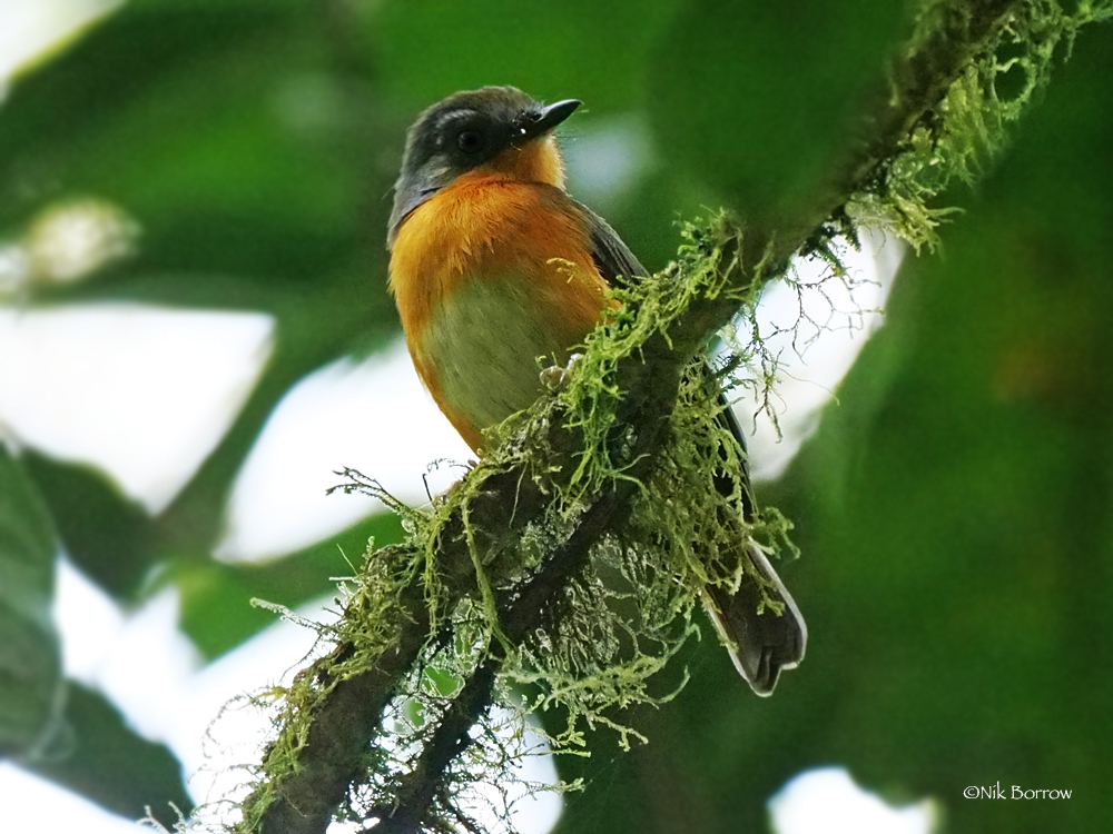 White-bellied Robin-Chat photo