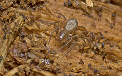 Trachycosmidae