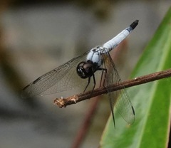 Aethriamanta gracilis