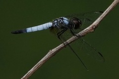 Aethriamanta gracilis