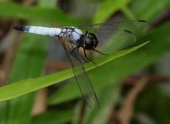 Aethriamanta gracilis