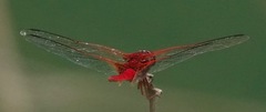 Urothemis signata insignata