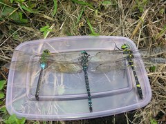 Epophthalmia elegans