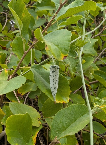 Kedrostis leloja