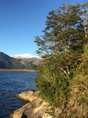 Nothofagus betuloides