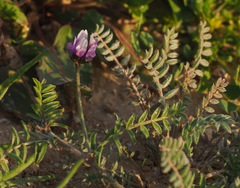 Astragalus asterias