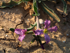Matthiola longipetala livida