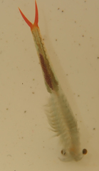 Streptocephalus