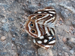 Dynamine postverta postverta