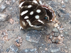 Dynamine postverta postverta