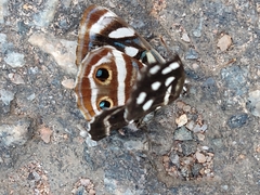 Dynamine postverta postverta