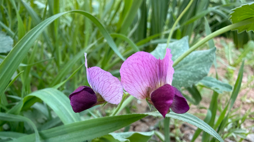 Common Pea