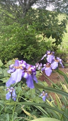 Trimezia coerulea