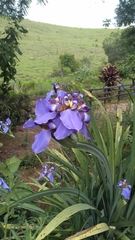 Trimezia coerulea