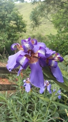 Trimezia coerulea