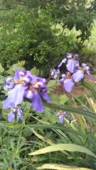 Trimezia coerulea