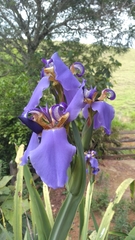 Trimezia coerulea