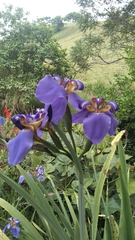 Trimezia coerulea