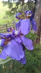 Trimezia coerulea