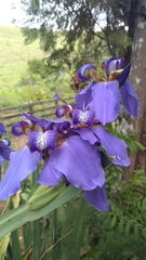 Trimezia coerulea