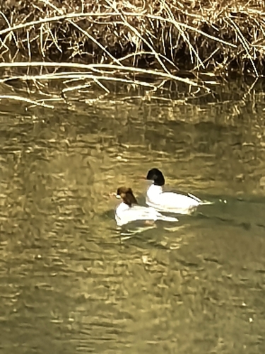 Common Merganser