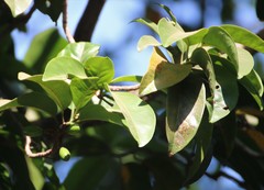 Beilschmiedia dalzellii