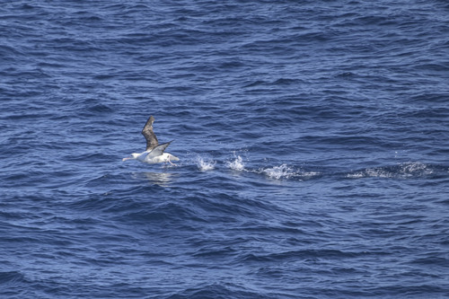 Northern Royal Albatross (Diomedea sanfordi), photo 6