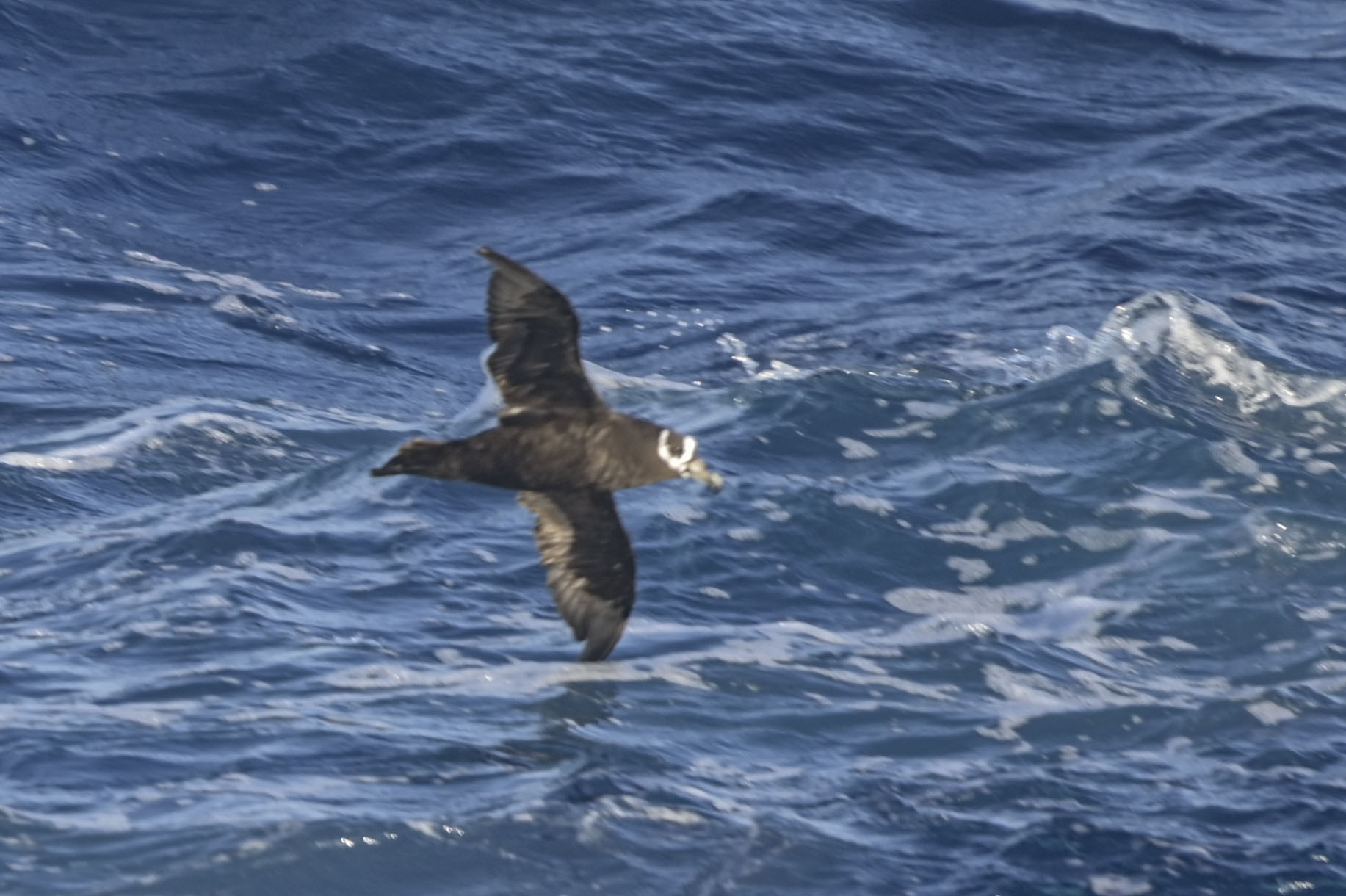 Spectacled Petrel (Procellaria conspicillata), photo 2