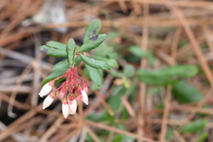 Vaccinium myrsinites