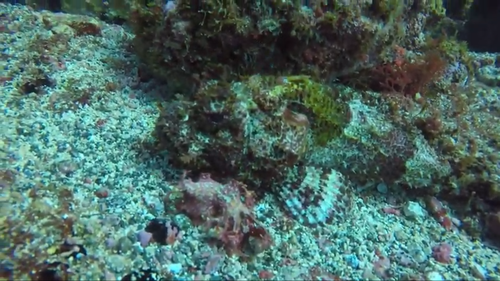 Gladde schorpioenvis (Scorpaena laevis) — Scorpaenidae — 3