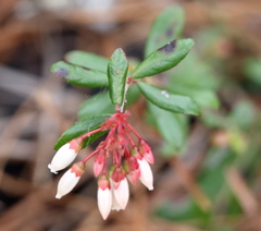 Vaccinium myrsinites
