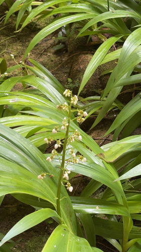 palmita