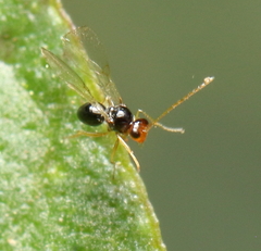 Figitidae