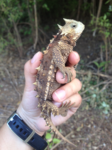Giant Horned Lizard
