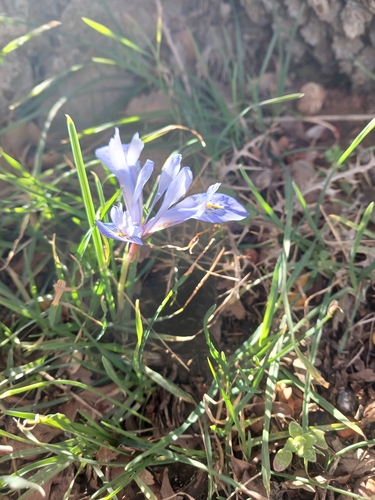 Histrio Iris (Iris histrio)