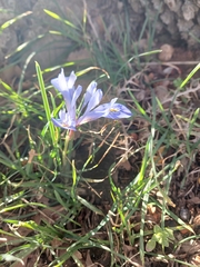 Iris histrio, photograph (c) yelena_antipova, some rights reserved (CC BY)