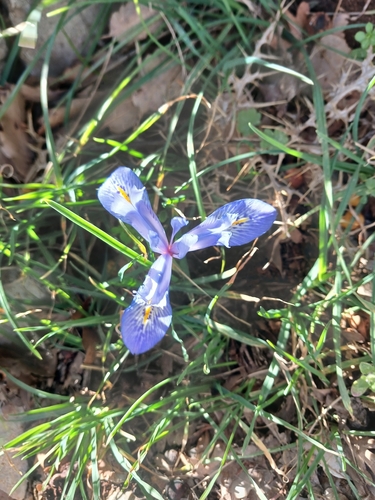 Iris histrio, photograph 2
